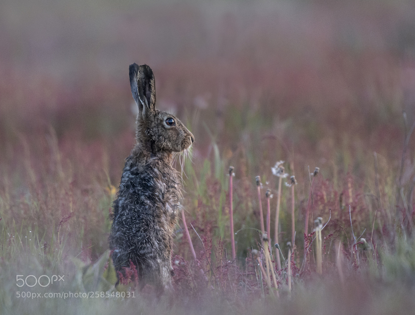 Nikon D500 sample photo. Hare at dawn photography
