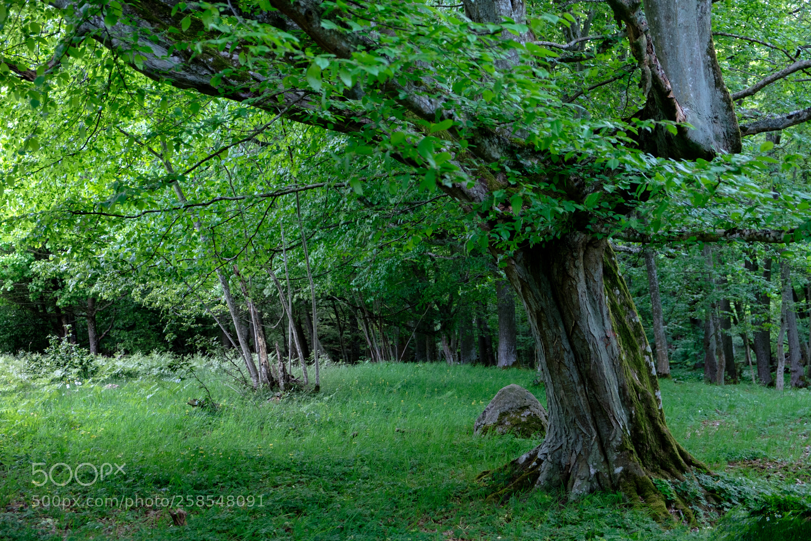Fujifilm X-T20 sample photo. Grand old tree photography