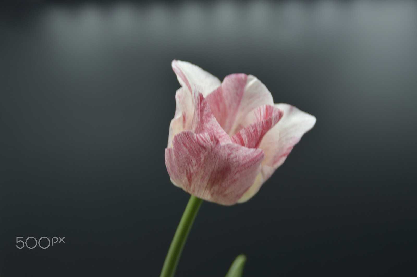 Nikon D3200 sample photo. Künstlich hinter glas photography
