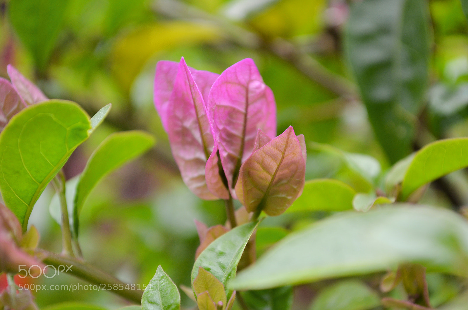 Nikon D5100 sample photo. 三角梅 photography