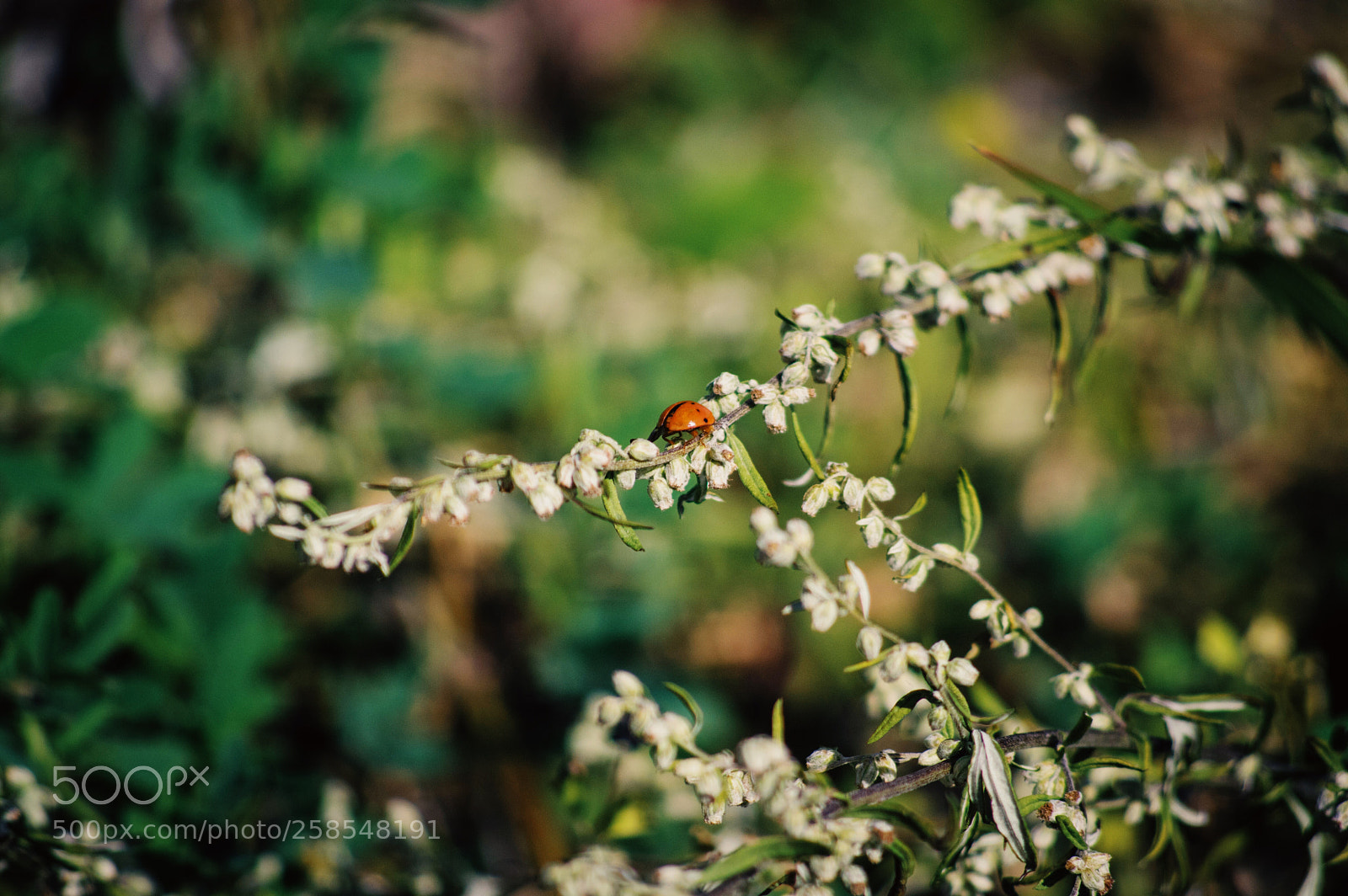 Pentax K-3 II sample photo. Lightness photography