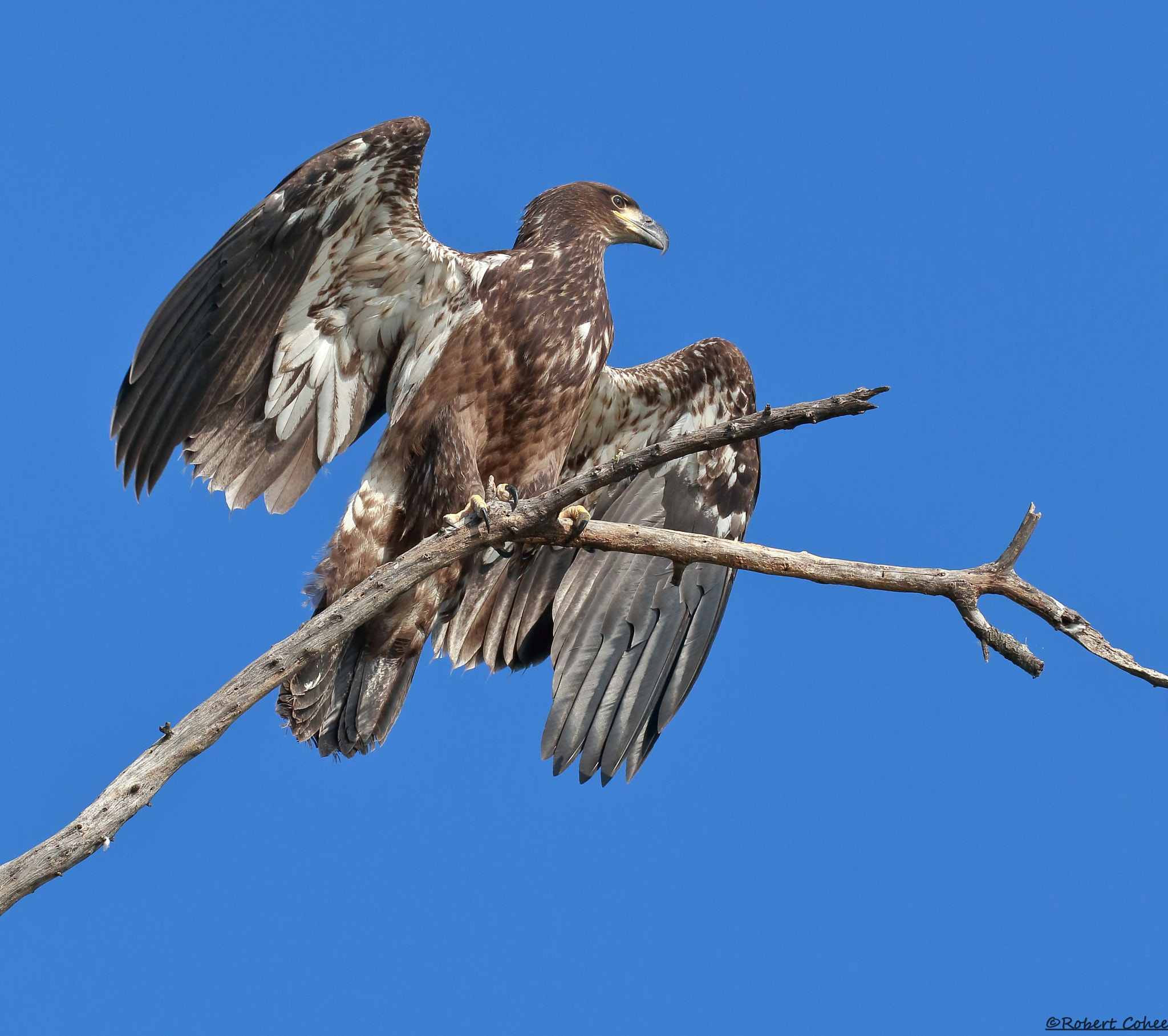 Canon EOS 7D Mark II sample photo. Fledged bald eagle photography