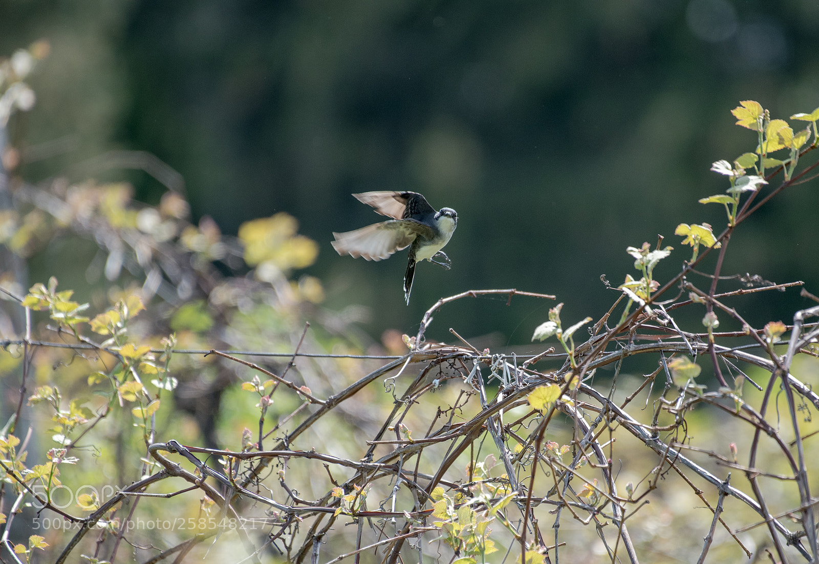 Nikon D750 sample photo. Eastern kingbird photography