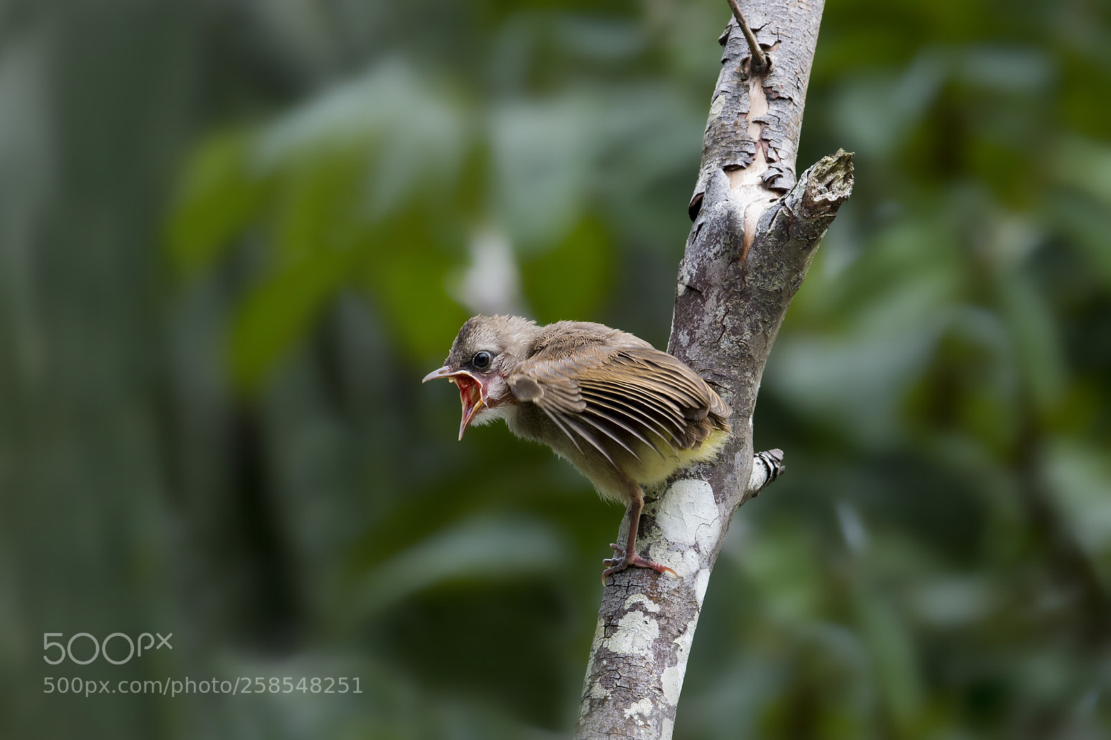 Nikon D4 sample photo. Yellow-vented bulbul (chick) photography