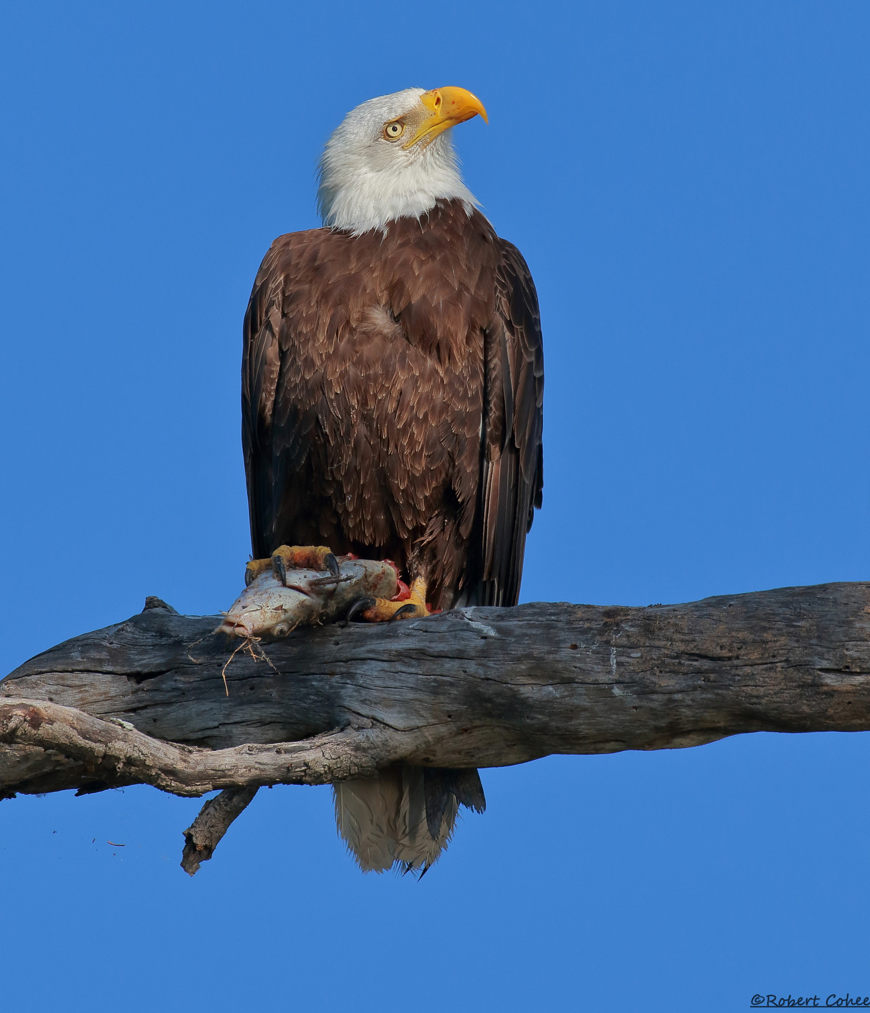Canon EOS 7D Mark II sample photo. Dad bald eagle photography