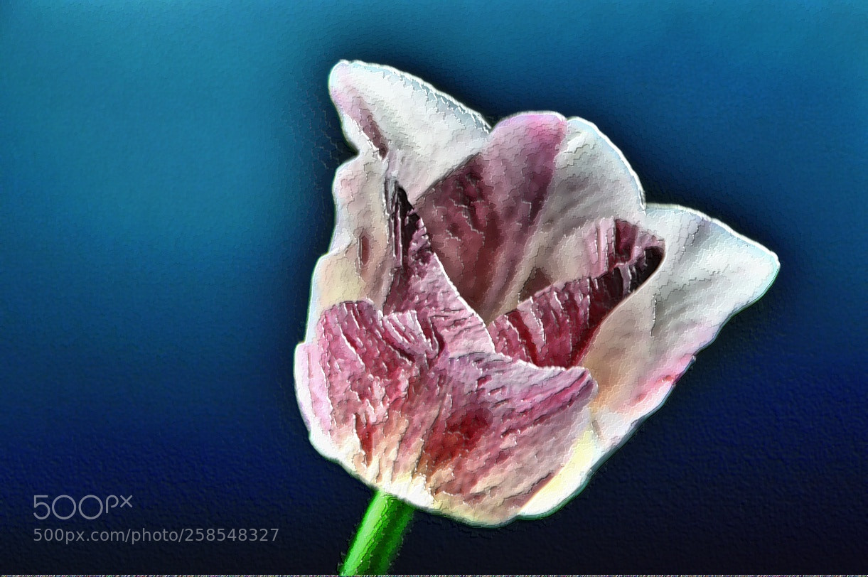 Nikon D3200 sample photo. K nstlerisches gem hlte photography