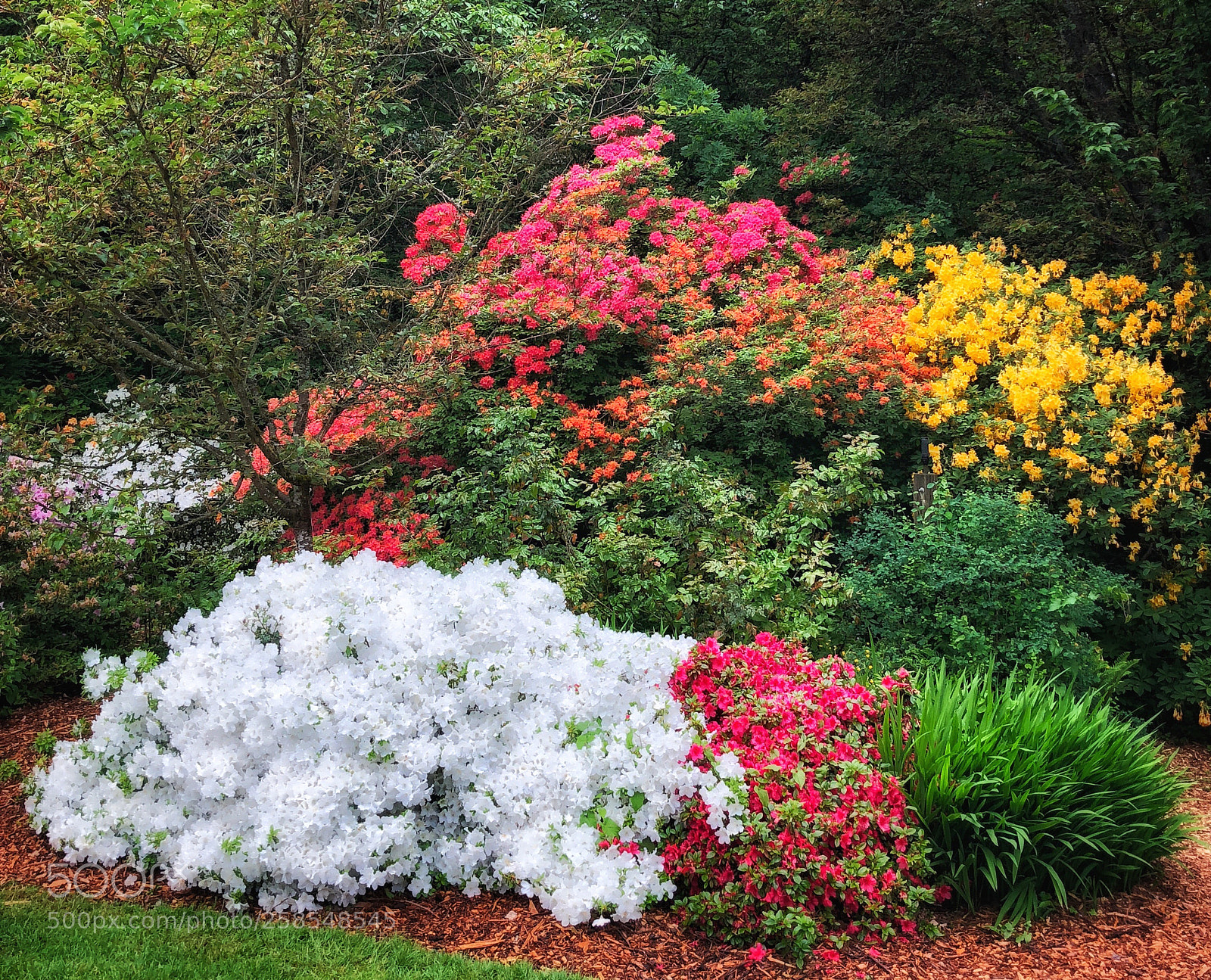 Apple iPhone X sample photo. Rhododendrons and azaleas, washington photography