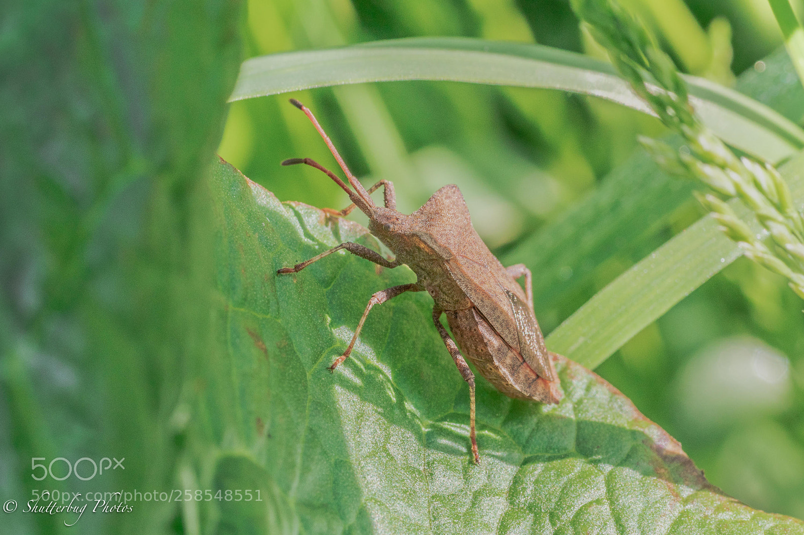 Canon EOS 80D sample photo. Shield beetle photography