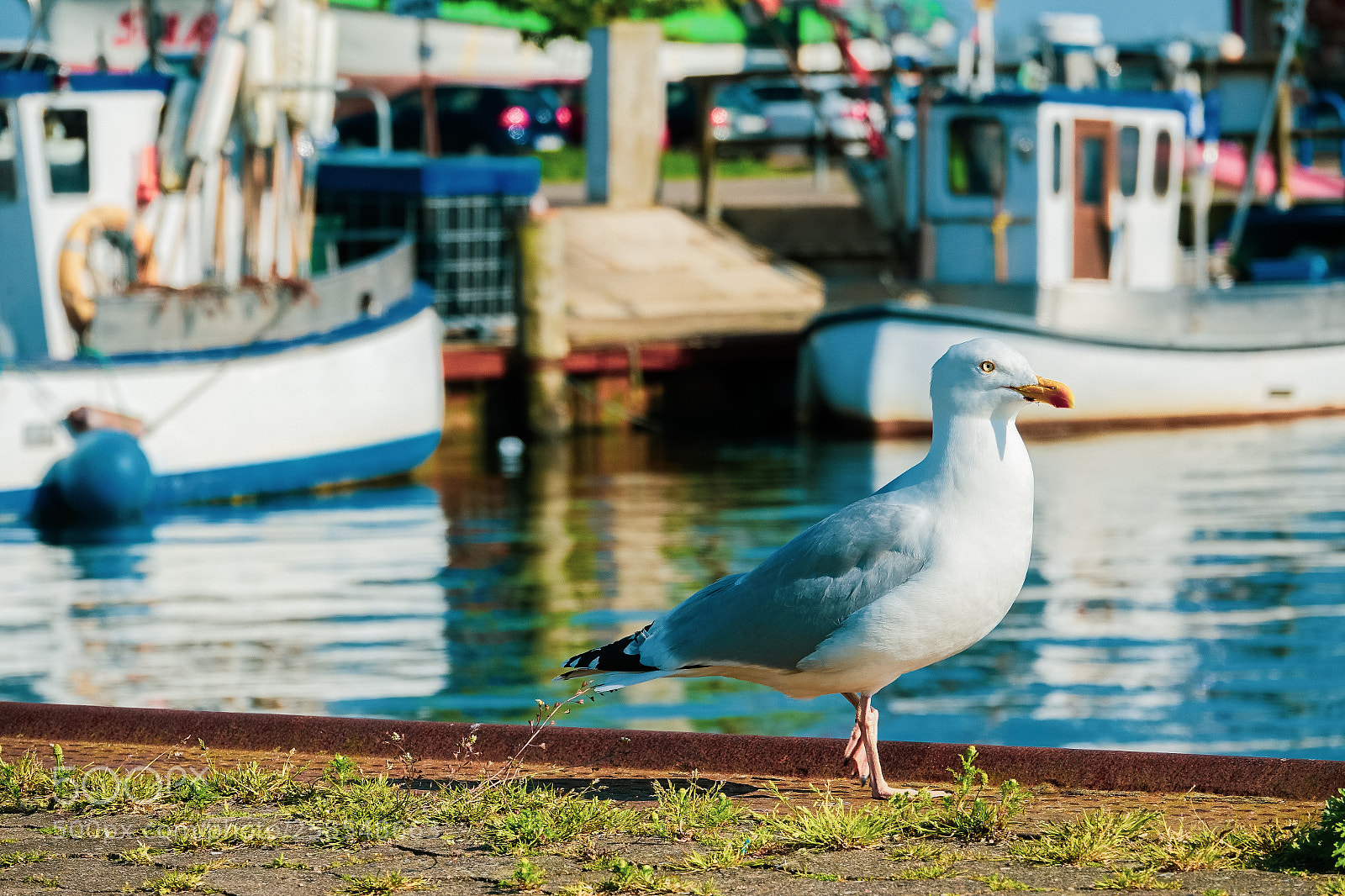 Sony Cyber-shot DSC-RX10 III sample photo. Seagull walking photography