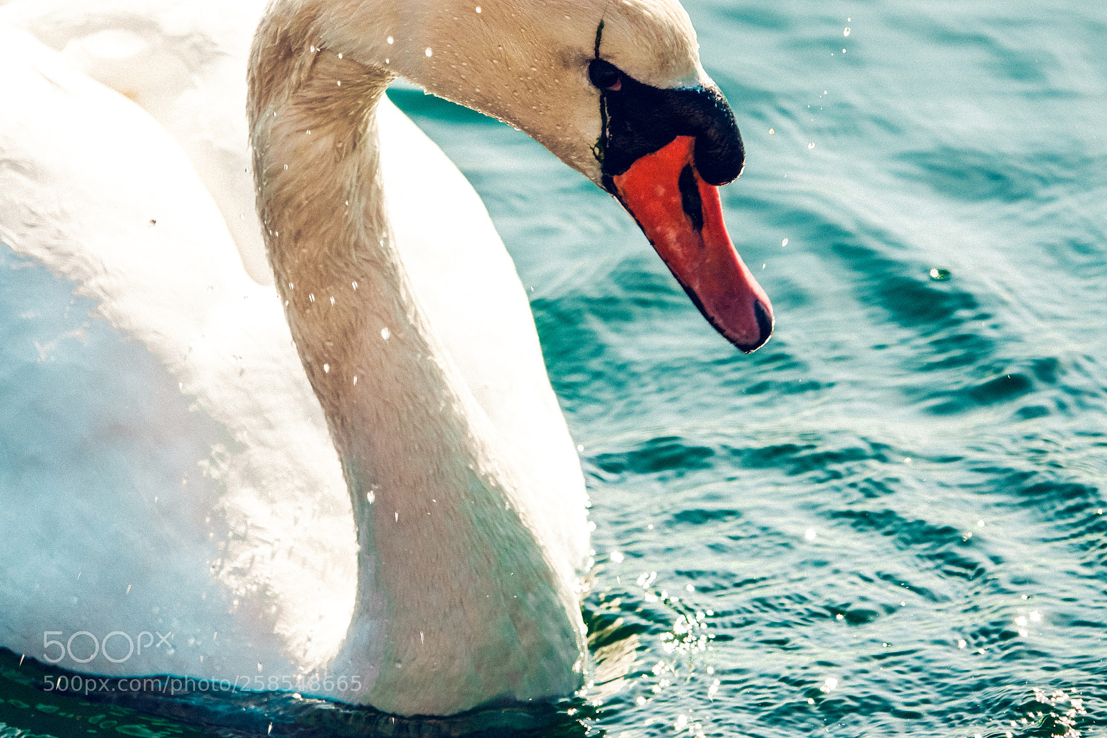 Sony Cyber-shot DSC-RX10 III sample photo. Beautiful white swan photography