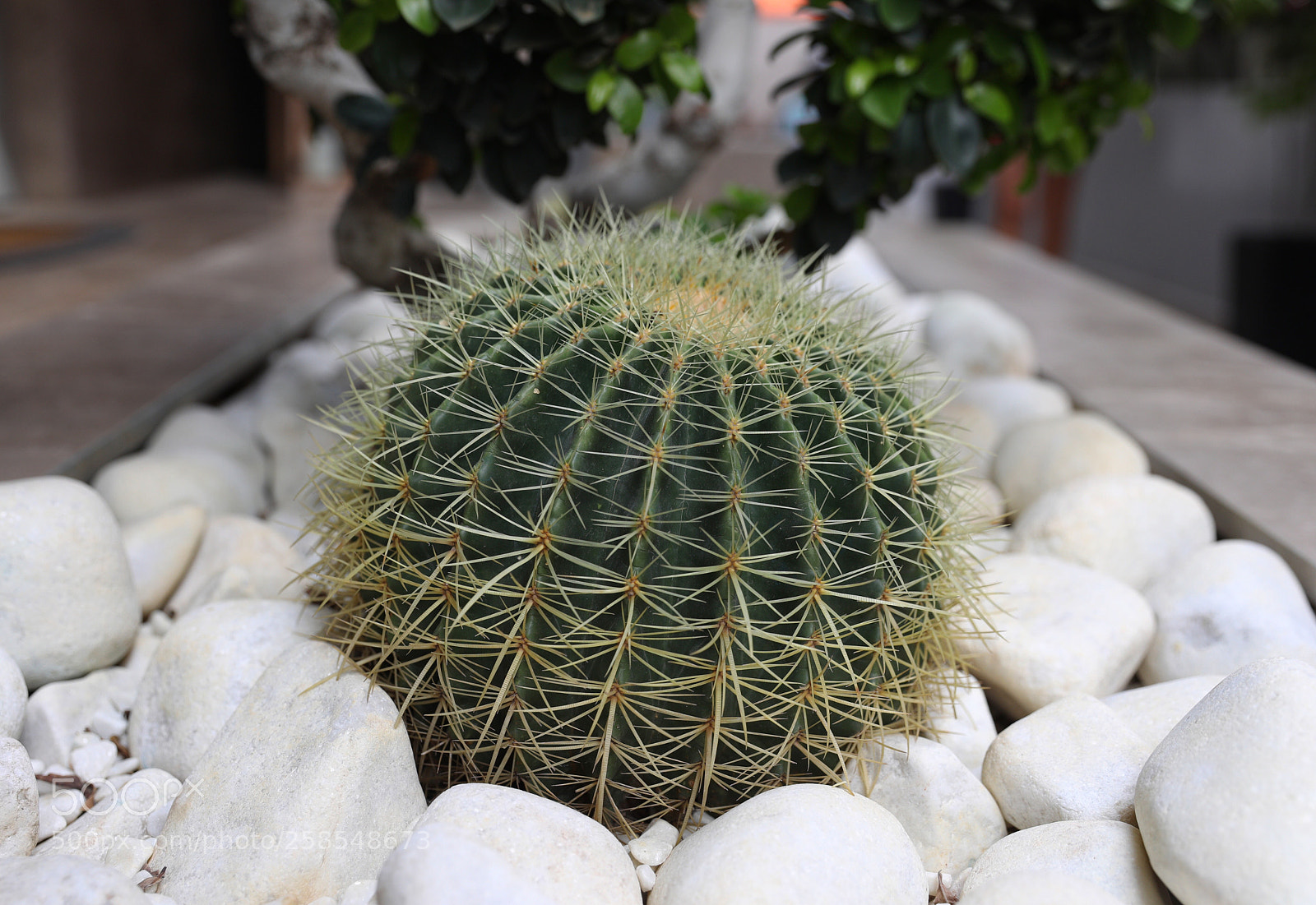 Canon EOS 5D Mark IV sample photo. Do not touch photography