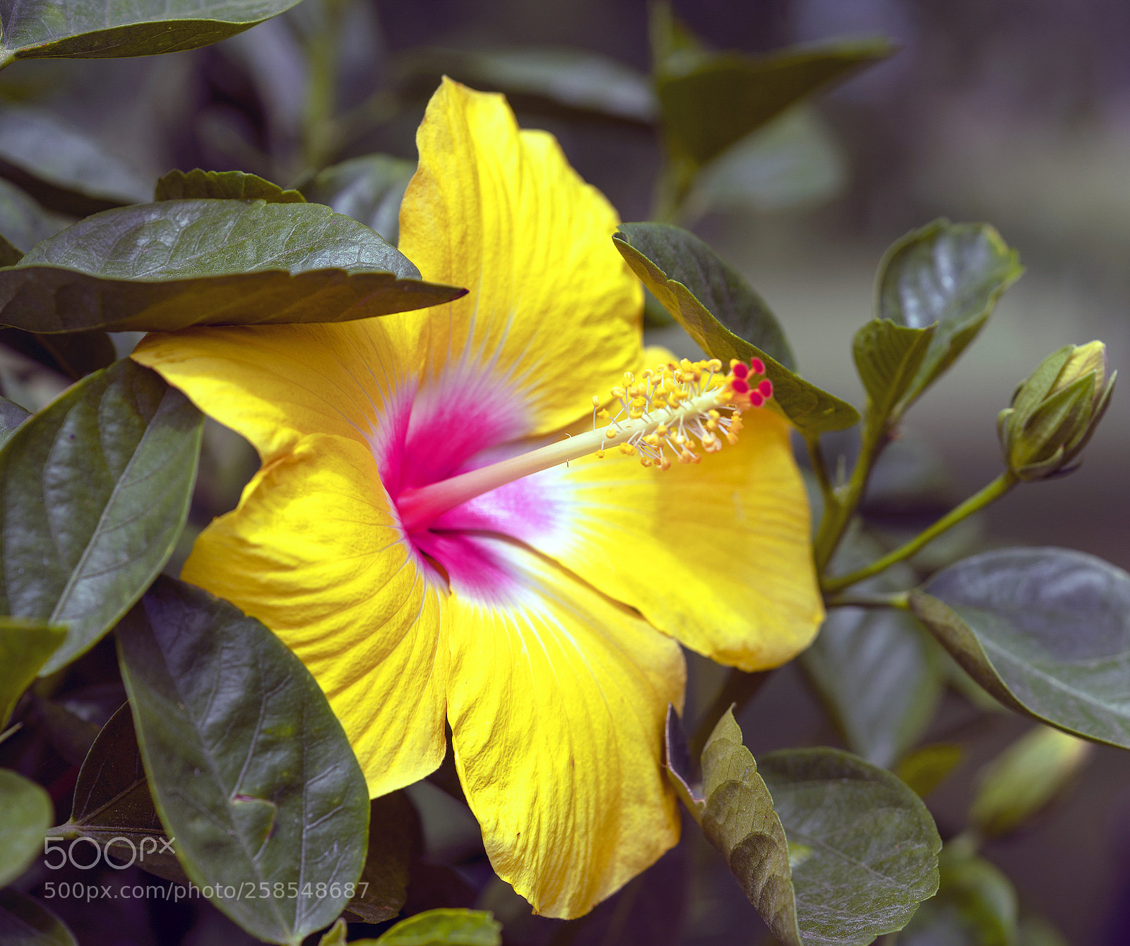 Sony a7R III sample photo. Yellow and pink hibiscus photography