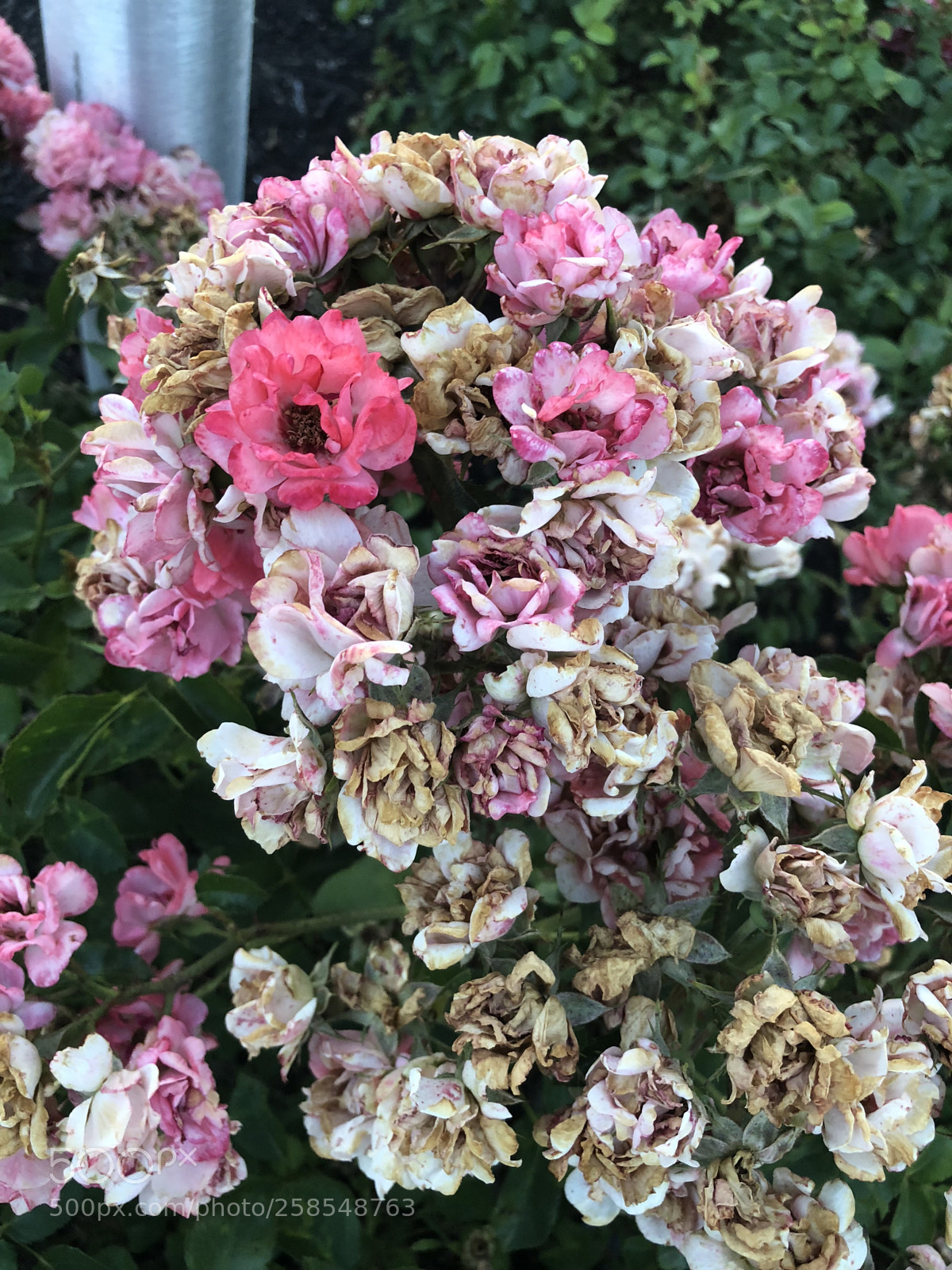 Apple iPhone X sample photo. Burnt flowers photography