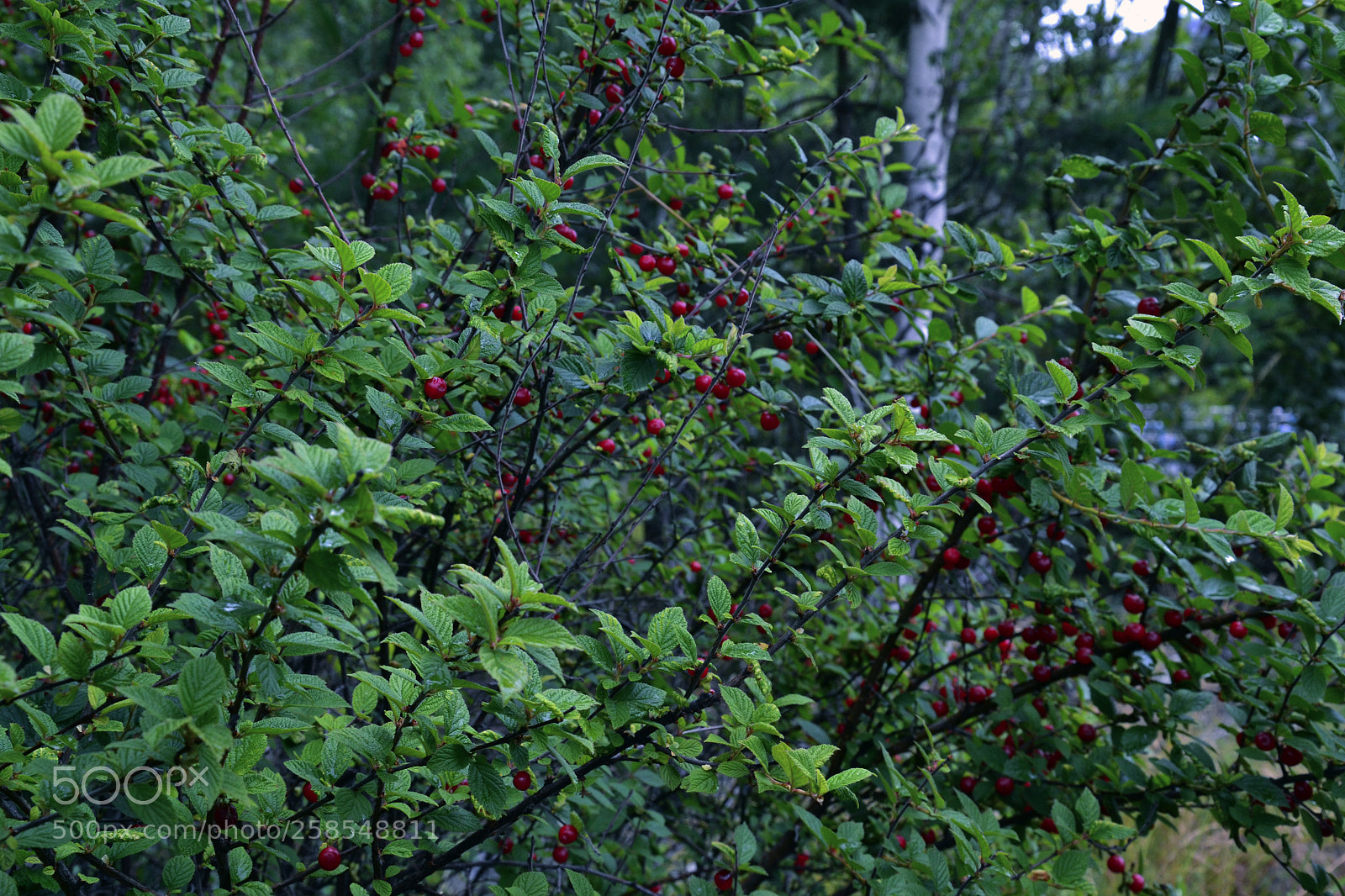 Nikon D3100 sample photo. Berries photography