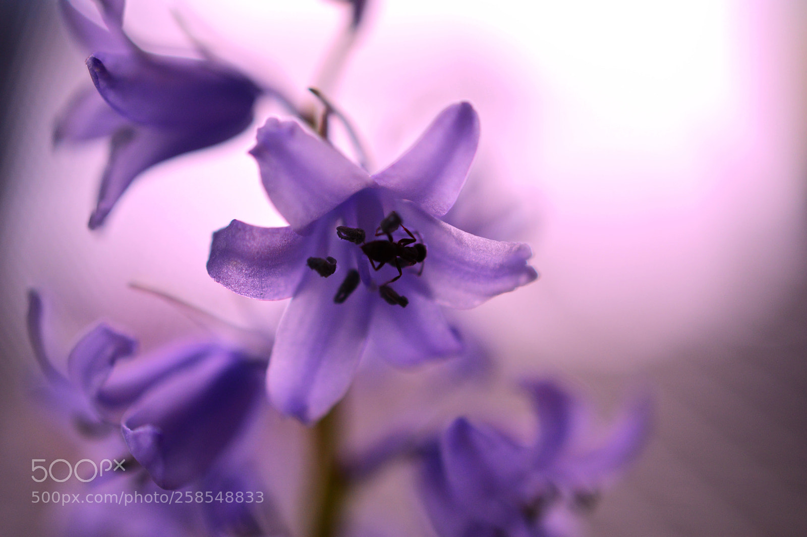 Nikon D3200 sample photo. Dream photography
