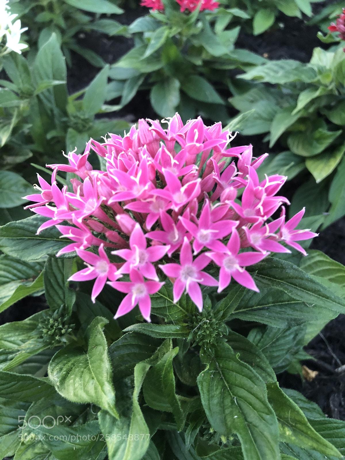 Apple iPhone X sample photo. Pink photography
