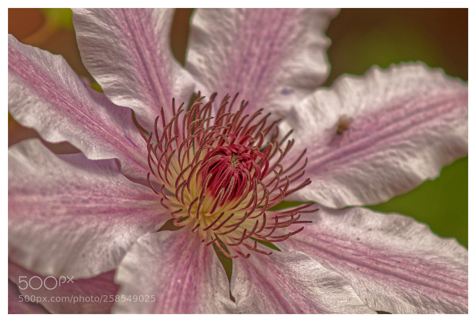 Sony SLT-A58 sample photo. Clematis photography
