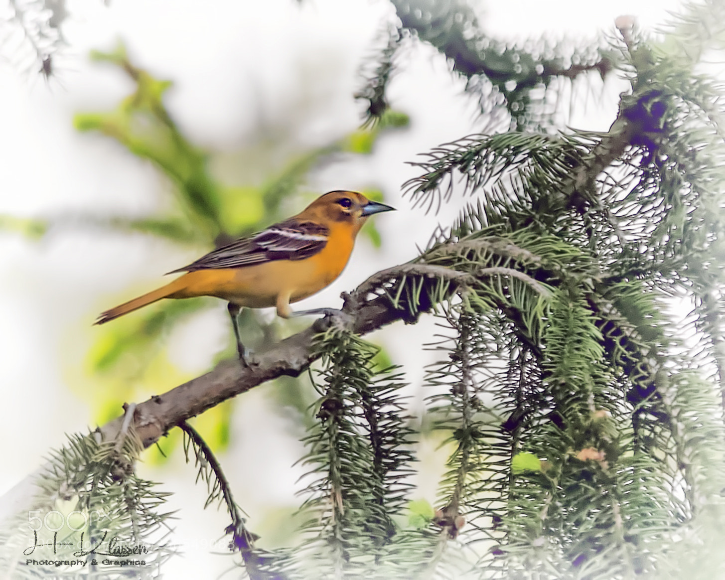 Canon EOS 60D sample photo. Female baltimore oriole photography