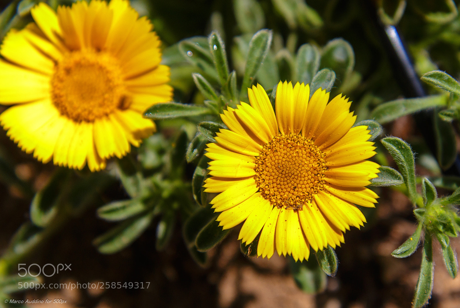 Canon EOS 70D sample photo. The sun photography