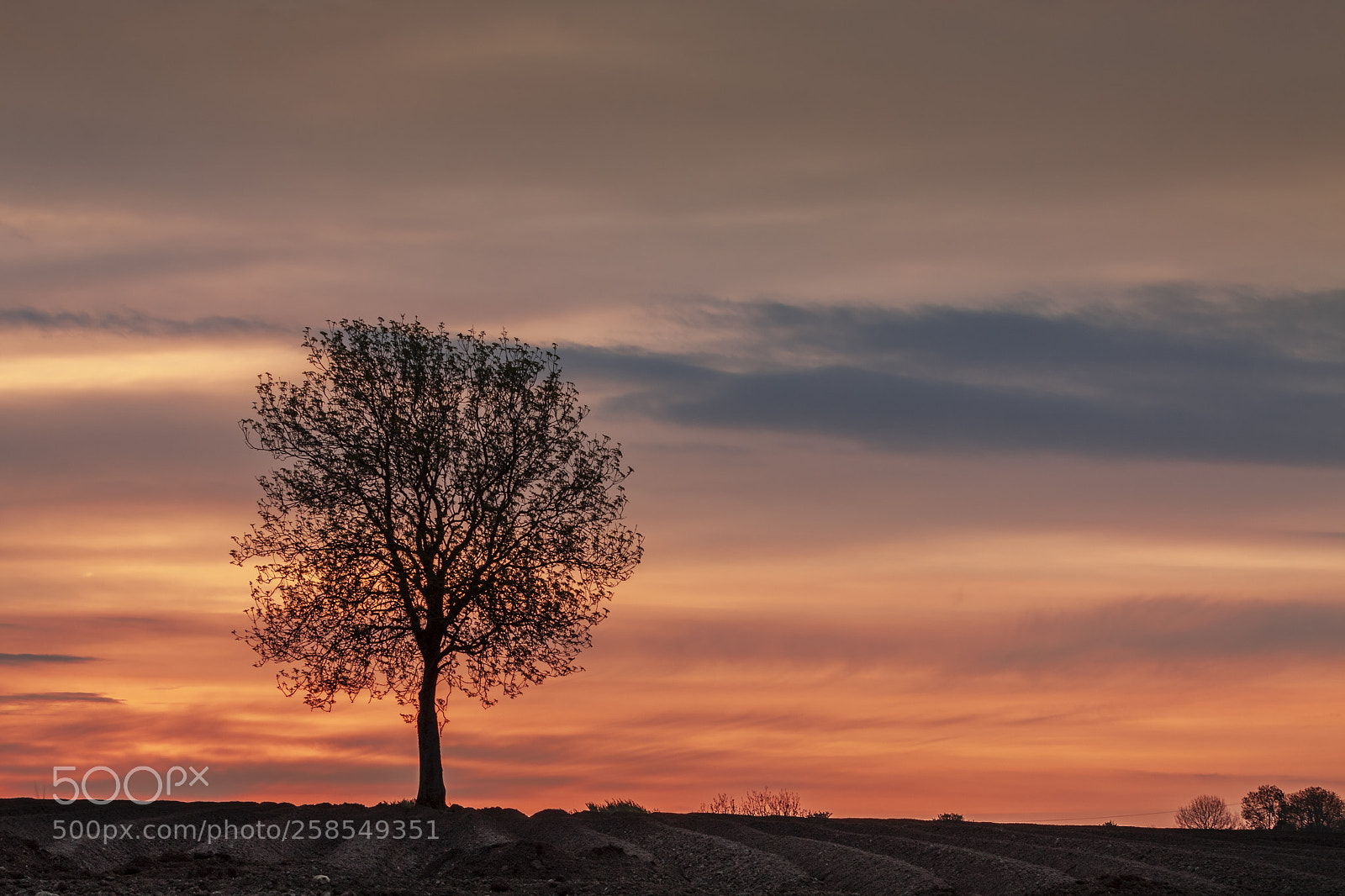 Canon EOS 50D sample photo. The lone tree photography