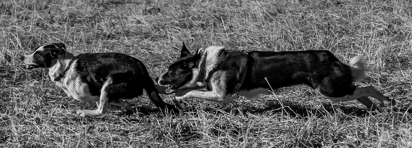 Canon EOS 40D sample photo. The chase photography