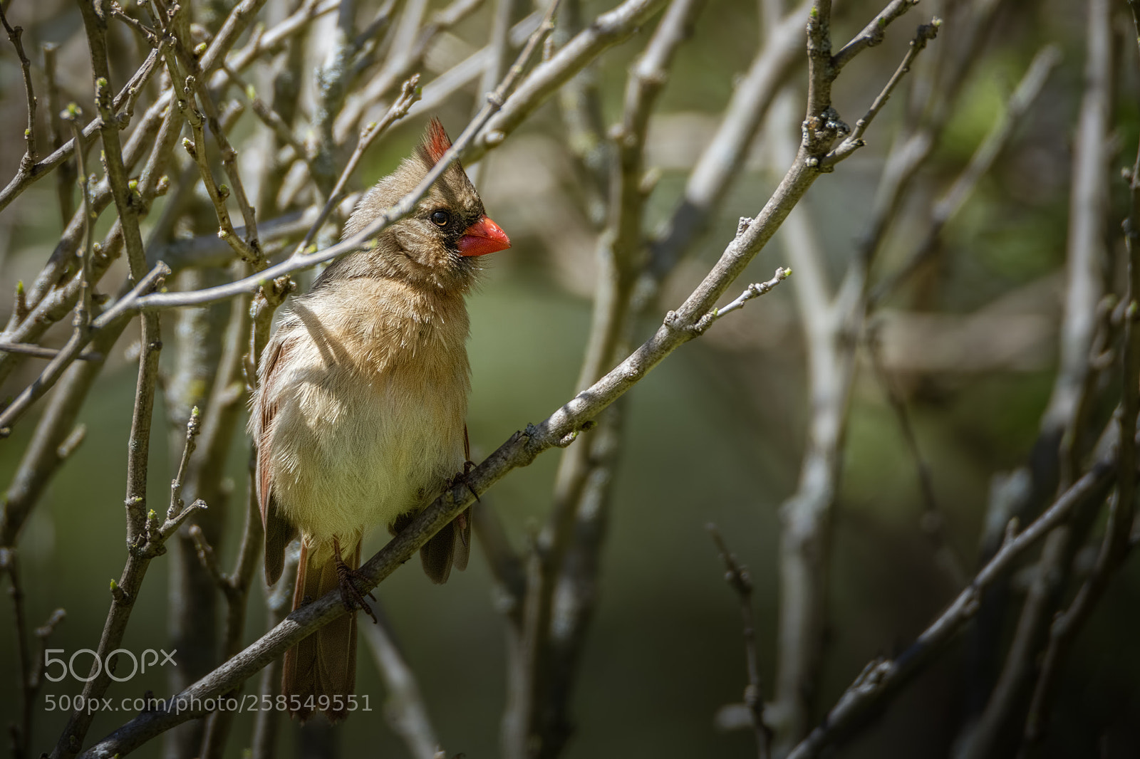Nikon D7100 sample photo. Camouflage cardinal photography