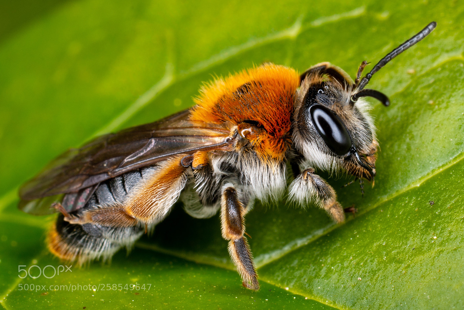 Nikon D800 sample photo. Common carder bee photography