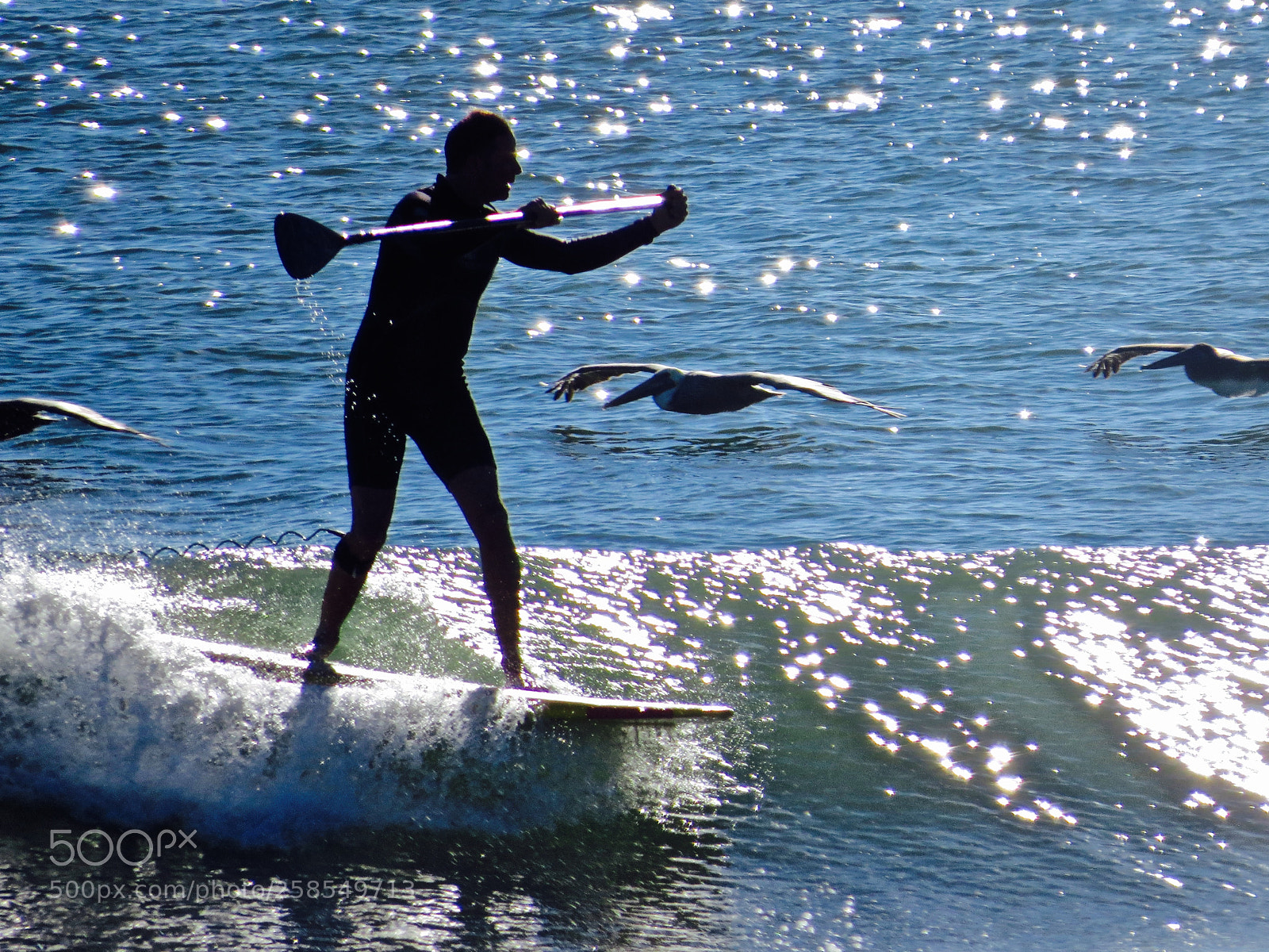 Canon PowerShot SX50 HS sample photo. Paddling with pelicans photography