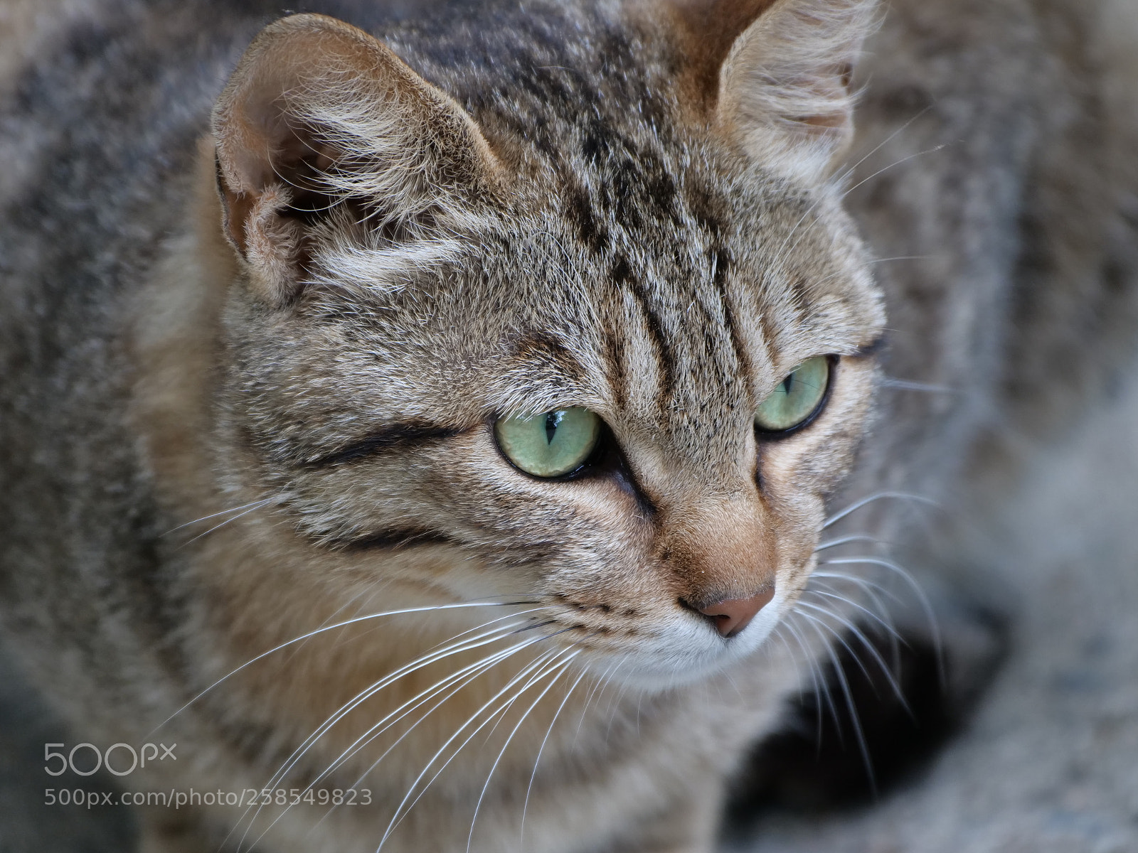 Panasonic Lumix DC-G9 sample photo. Eyes photography