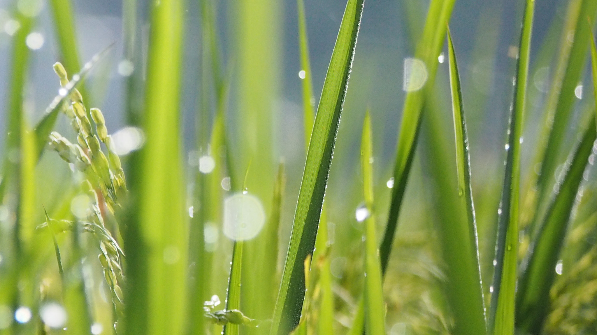 Olympus PEN E-PL5 sample photo. Fresh photography