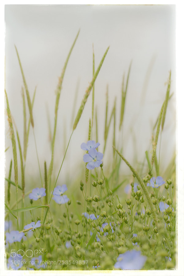 Nikon D700 sample photo. Au vent photography