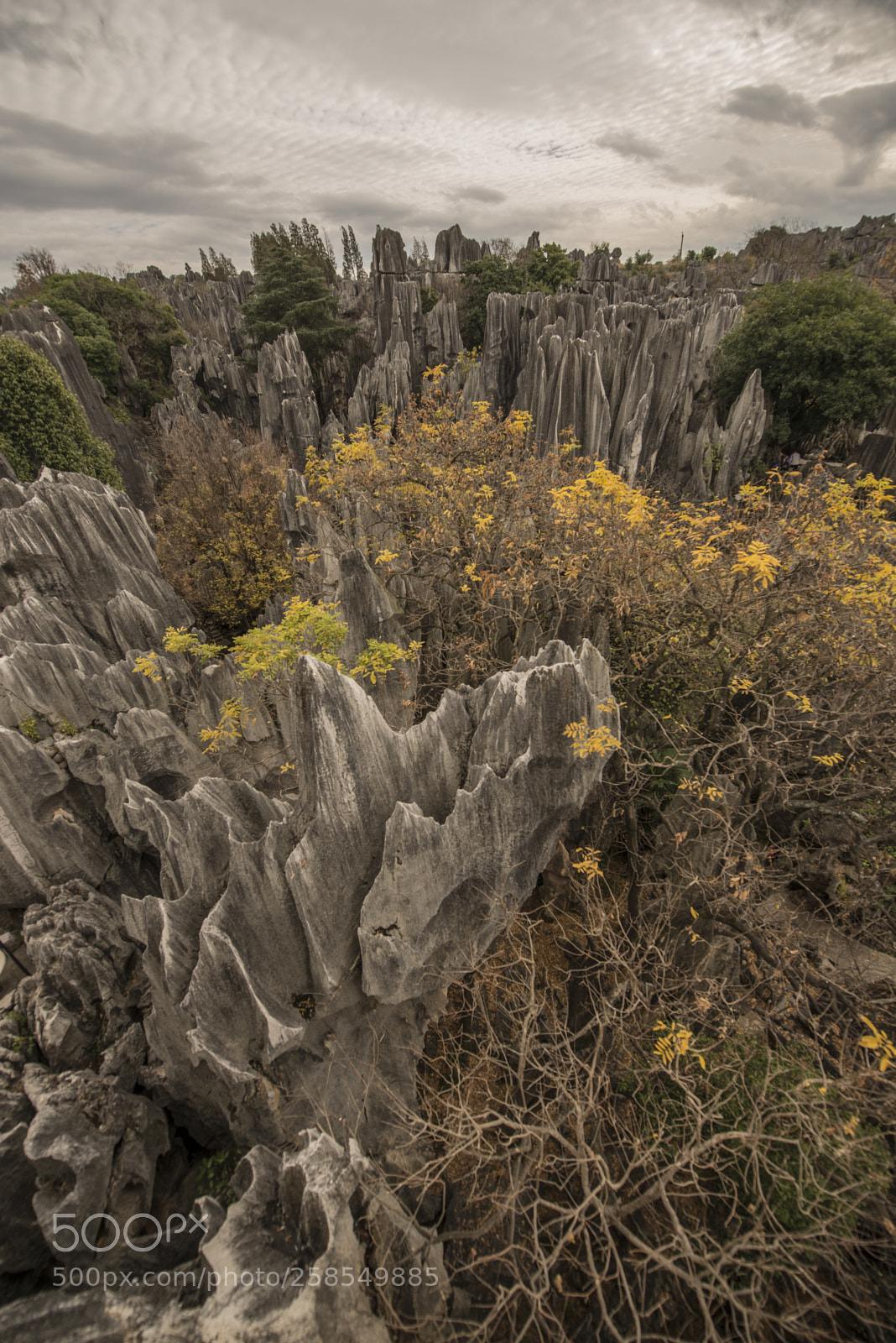 Nikon D600 sample photo. The stone forest photography