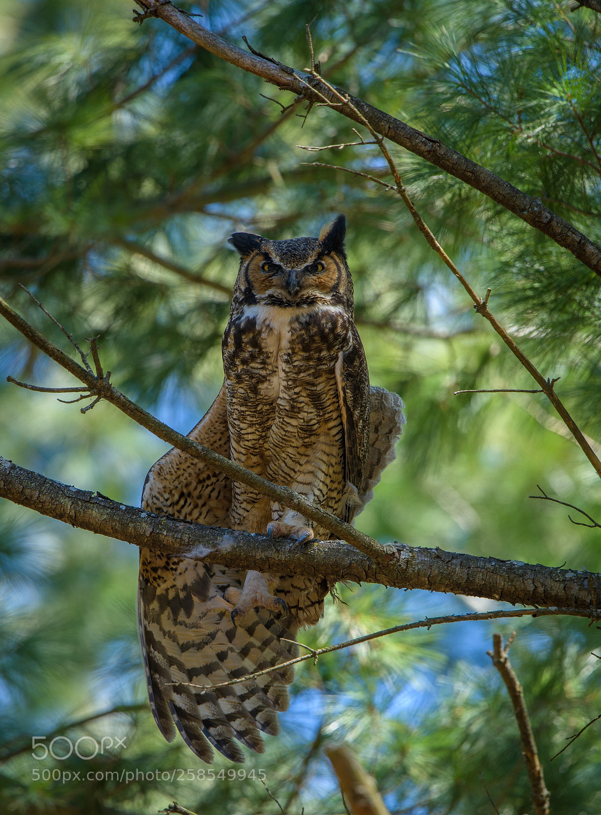 Nikon D850 sample photo. Stretching photography
