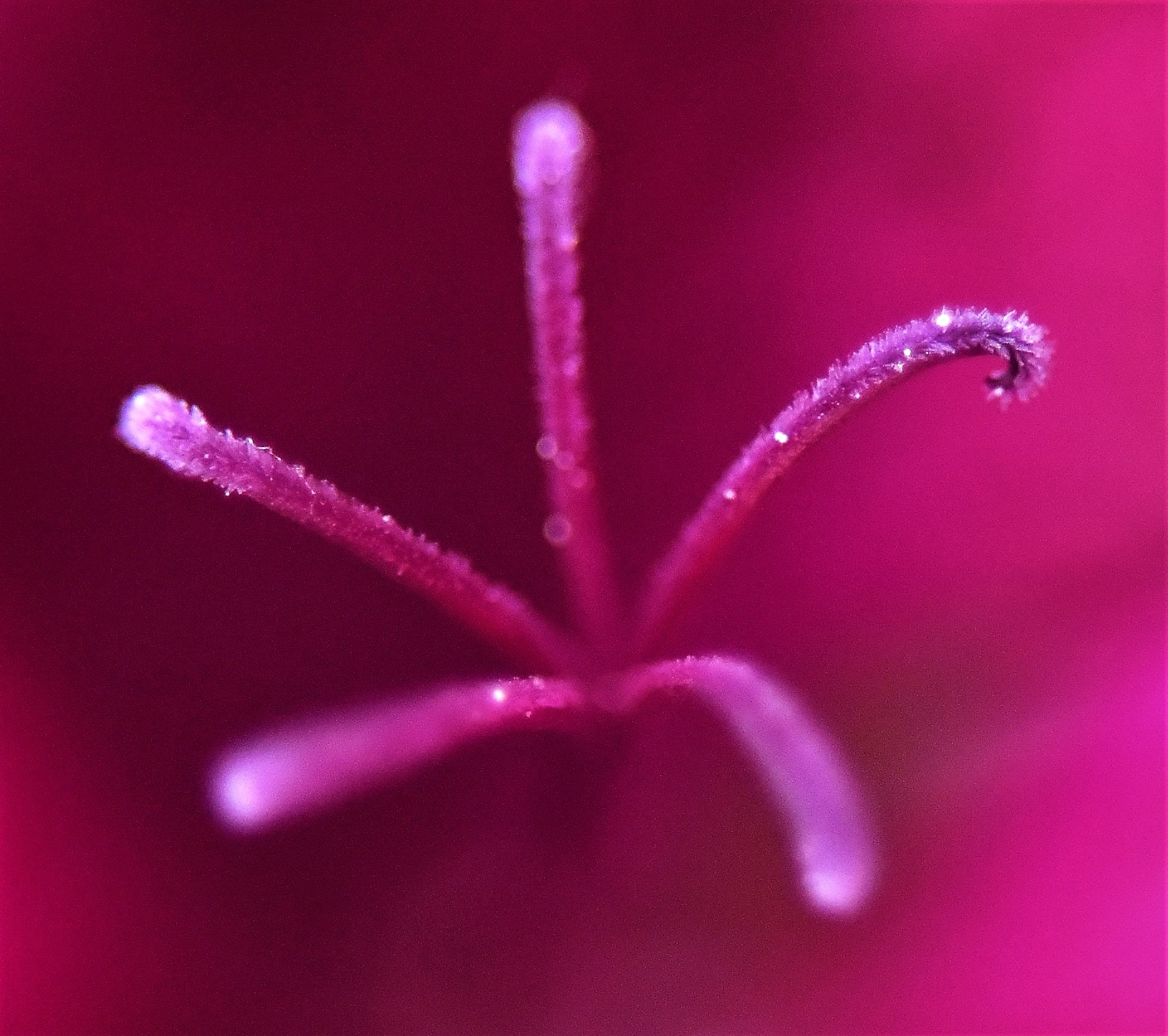 Sigma 105mm F2.8 EX DG OS HSM sample photo. Geranium  / geranien  /  sardunya photography