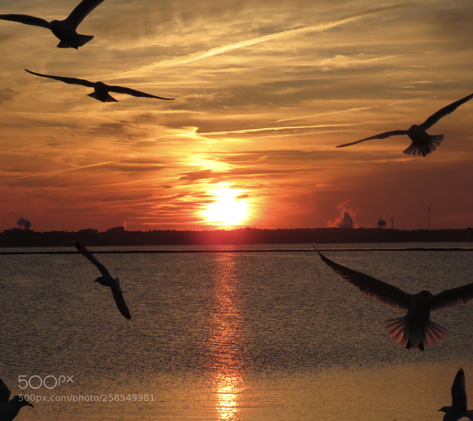 Canon PowerShot SX60 HS sample photo. Gulls at sunset photography
