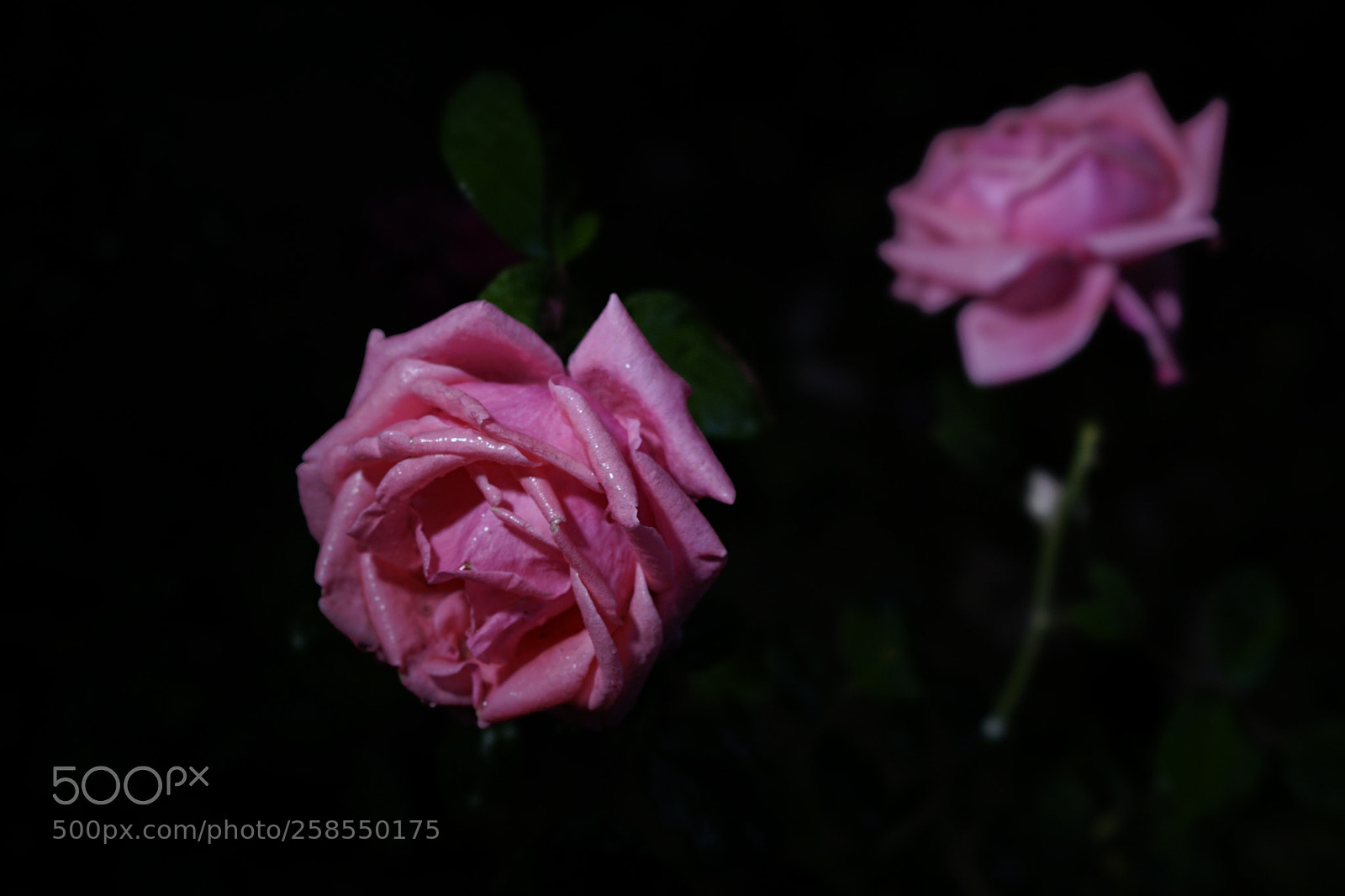 Sony a7 II sample photo. 搭檔 photography