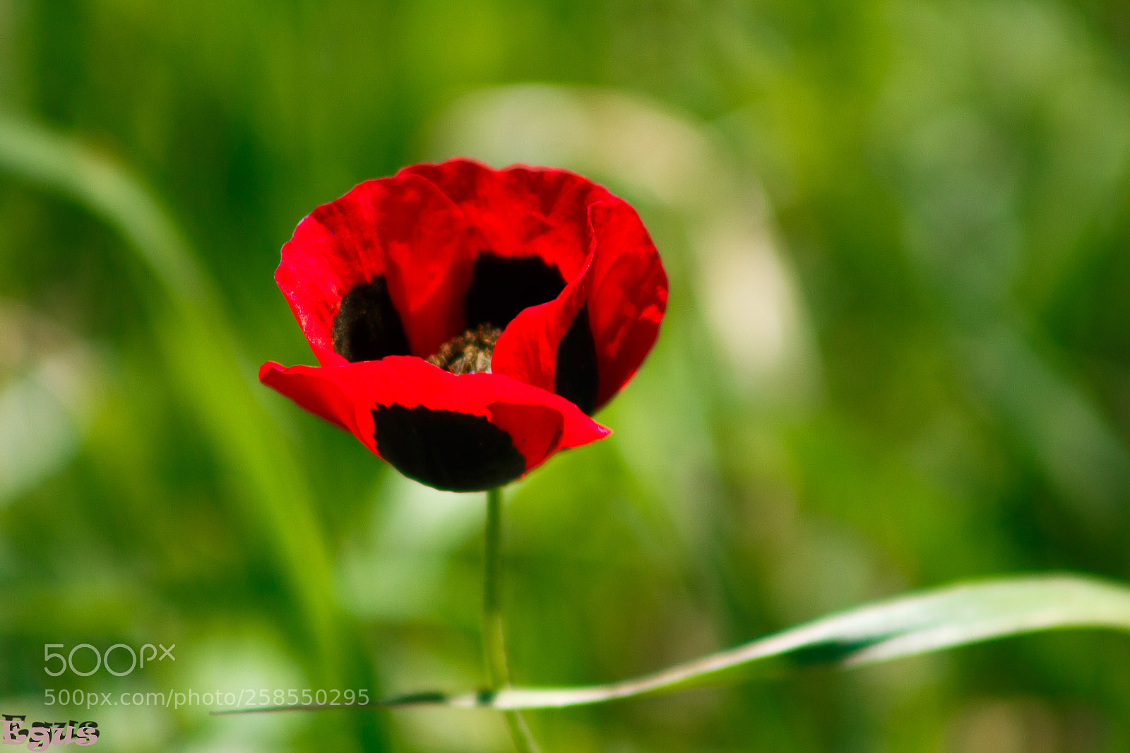 Canon EOS 700D (EOS Rebel T5i / EOS Kiss X7i) sample photo. Img photography