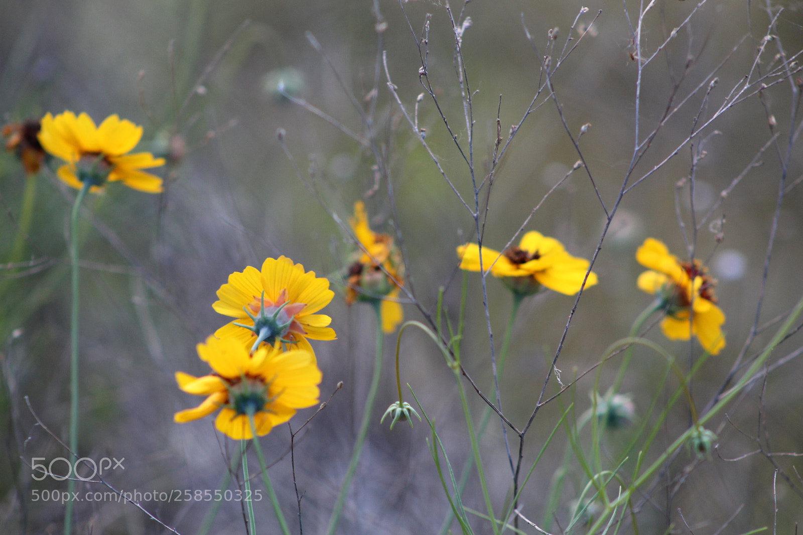 Canon EF 75-300mm f/4-5.6 sample photo. Img photography