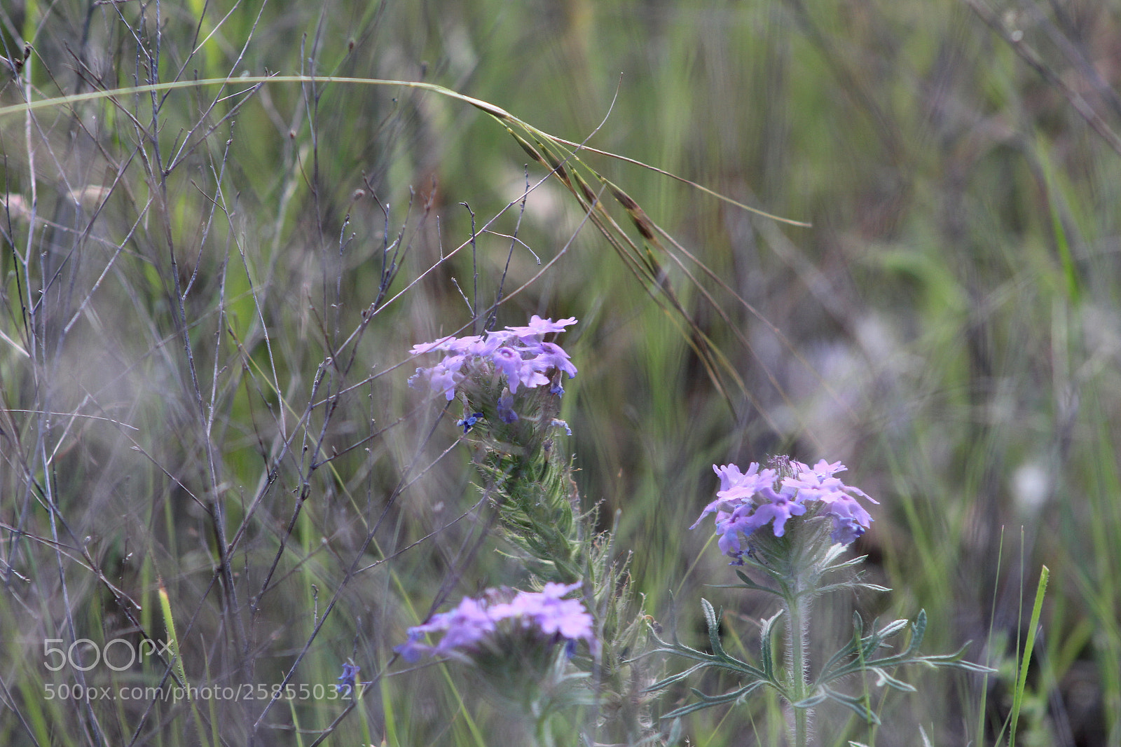 Canon EF 75-300mm f/4-5.6 sample photo. Img photography