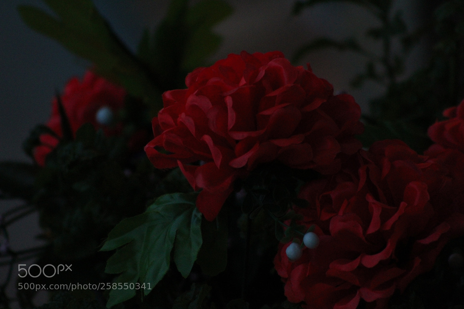 Canon EF 75-300mm f/4-5.6 sample photo. Img photography