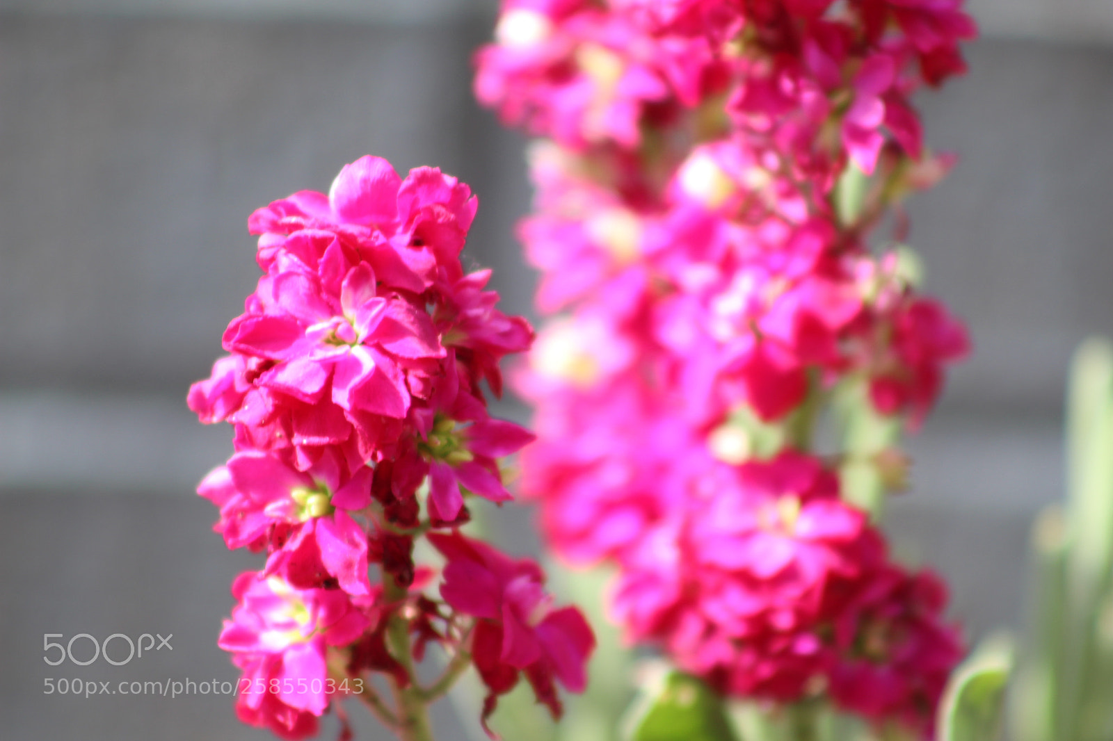 Canon EF 75-300mm f/4-5.6 sample photo. Img photography
