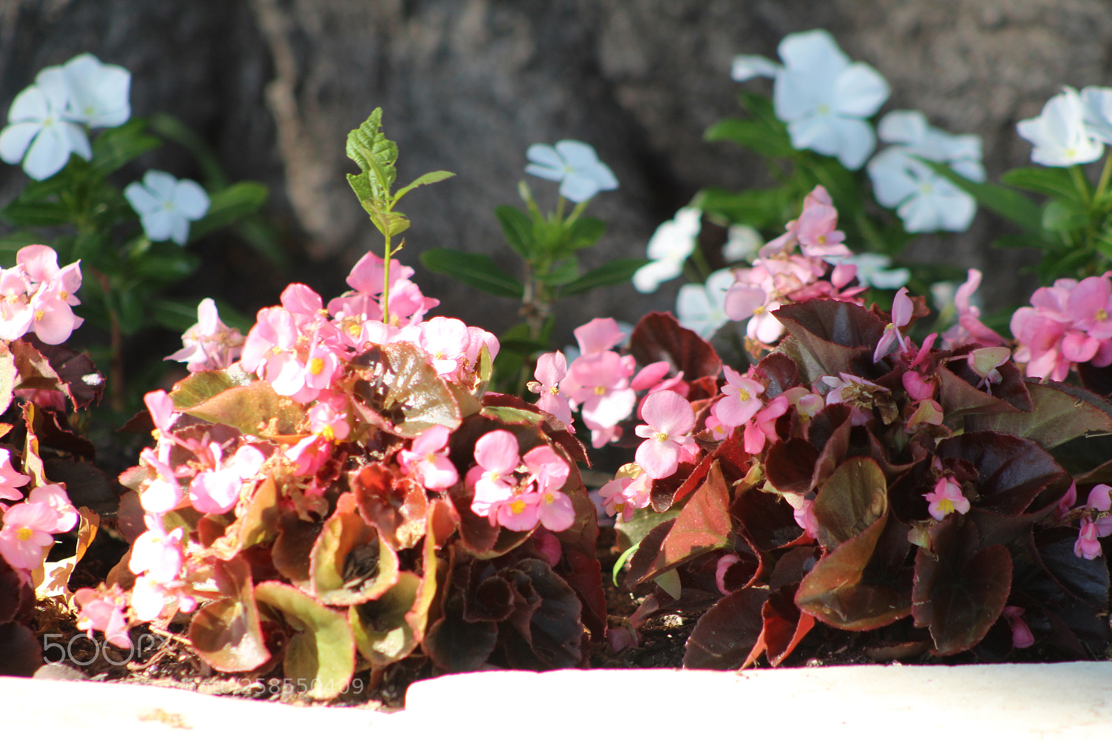 Canon EF 75-300mm f/4-5.6 sample photo. Img photography