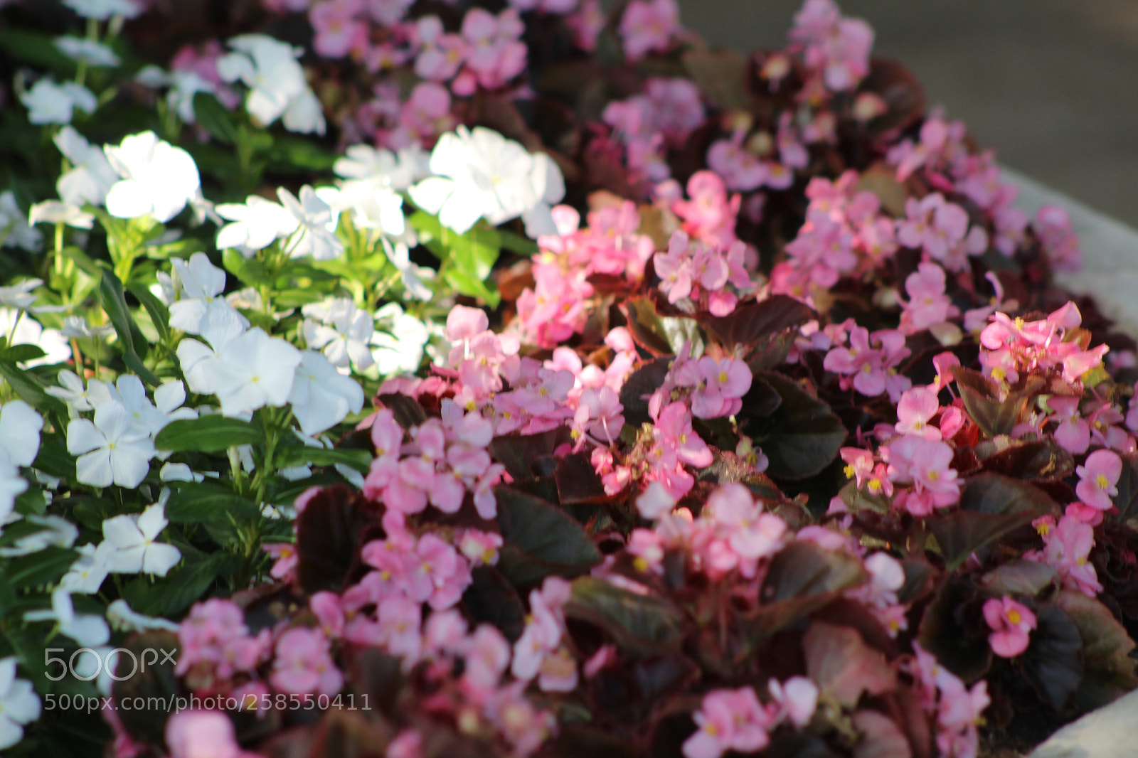 Canon EF 75-300mm f/4-5.6 sample photo. Img photography