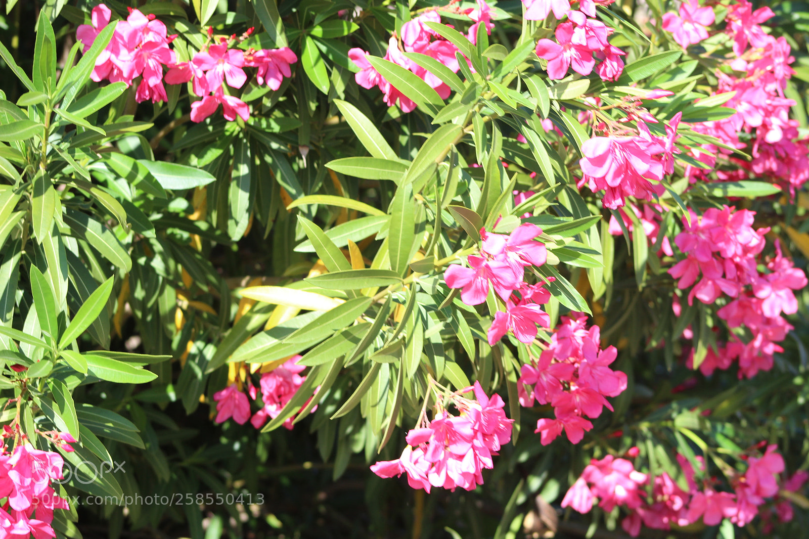 Canon EF 75-300mm f/4-5.6 sample photo. Img photography