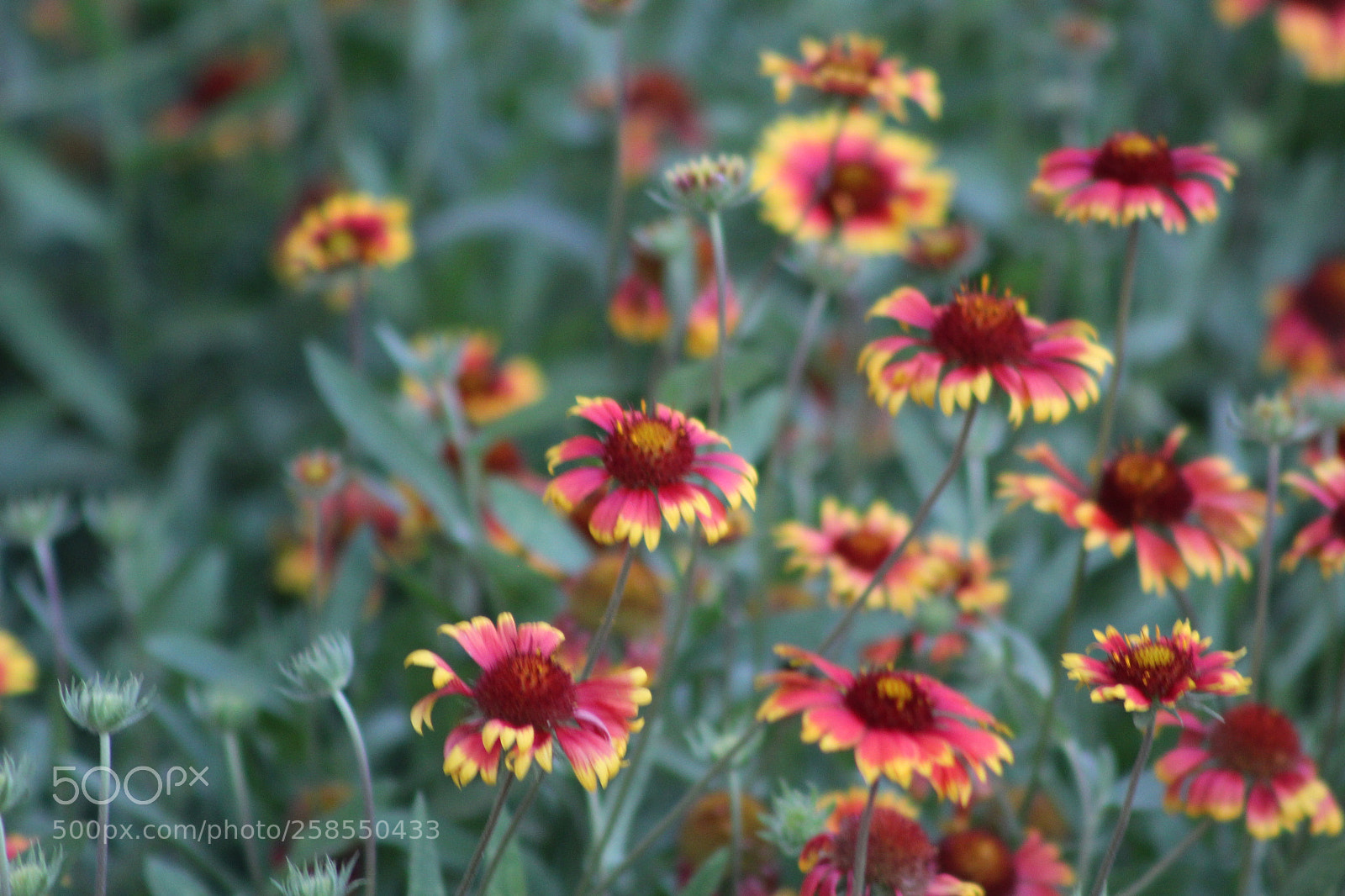 Canon EF 75-300mm f/4-5.6 sample photo. Img photography