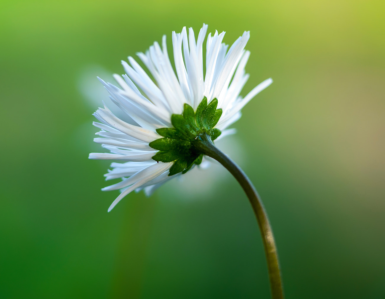 Leica SL (Typ 601) sample photo. Daisy photography