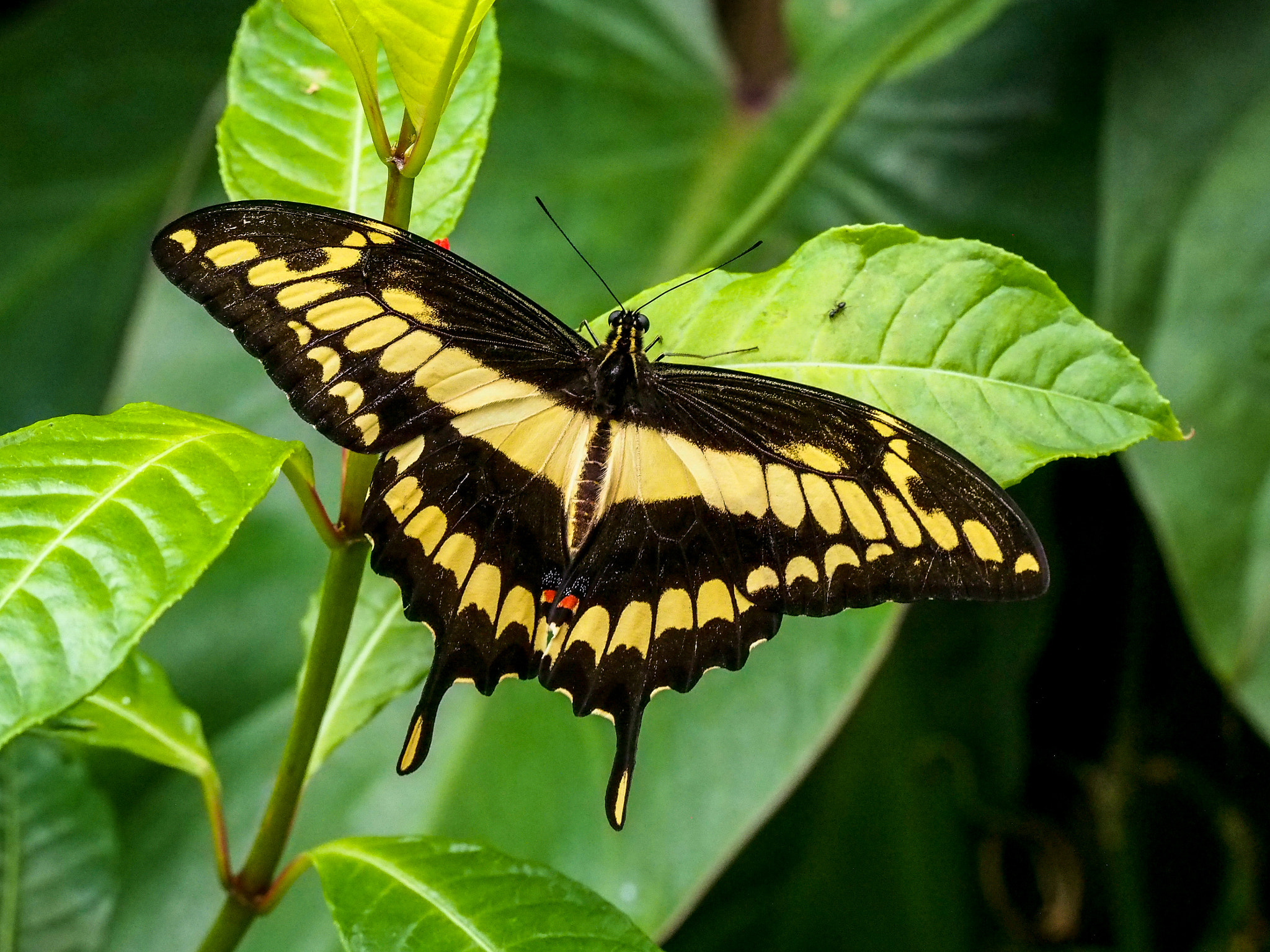 Olympus PEN E-PL5 sample photo. Schmetterling costa rica photography