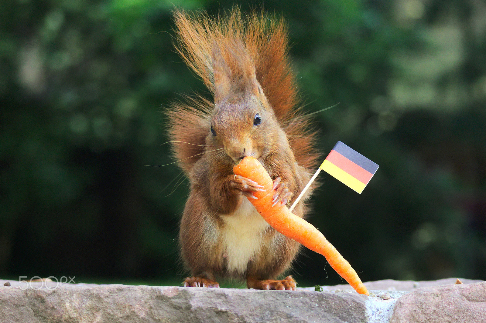 Canon EOS M10 + Canon EF-M 55-200mm F4.5-6.3 IS STM sample photo. Veteran, wild squirrel  shows flag photography