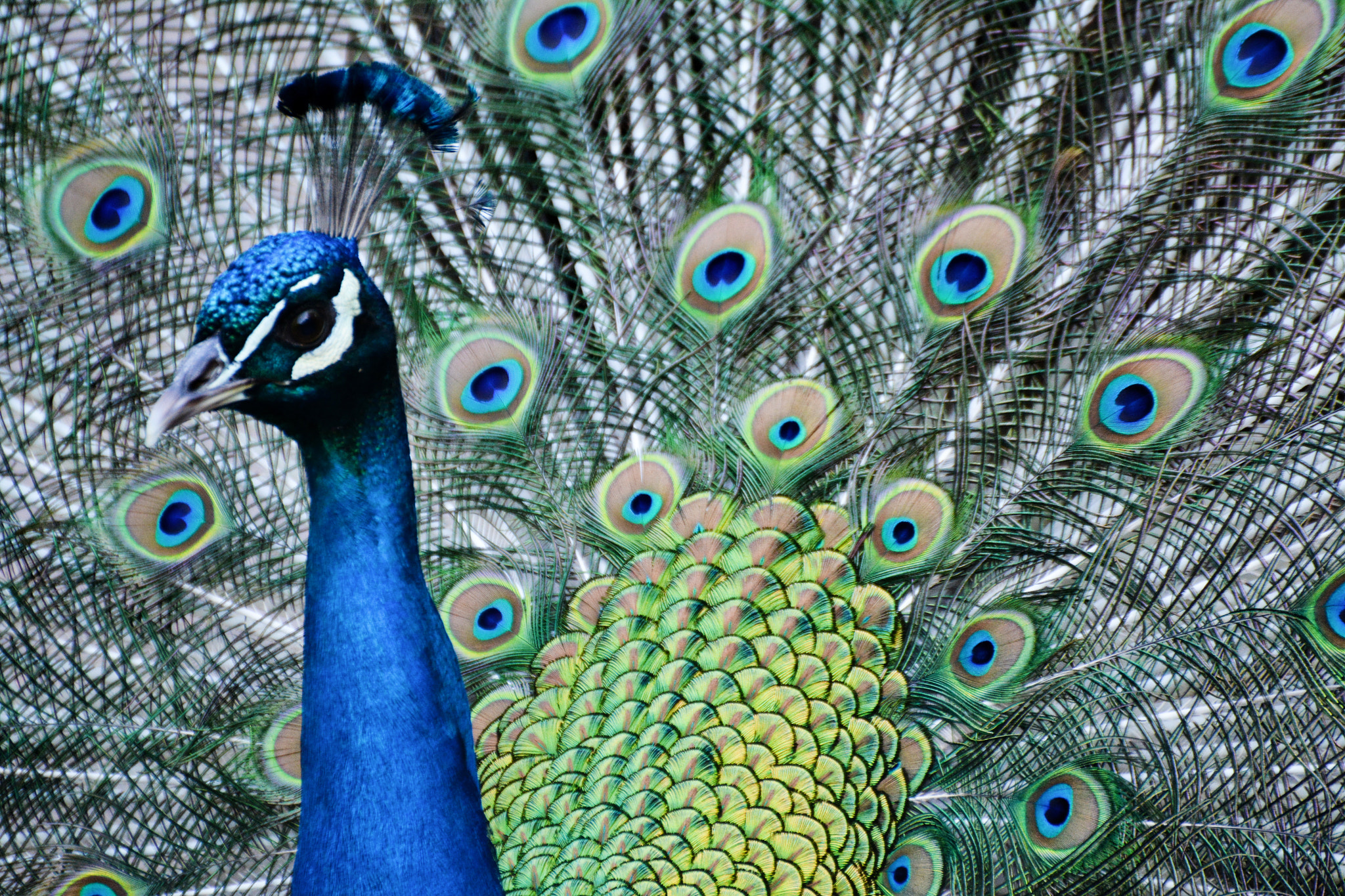 Nikon D7100 sample photo. King peacock photography