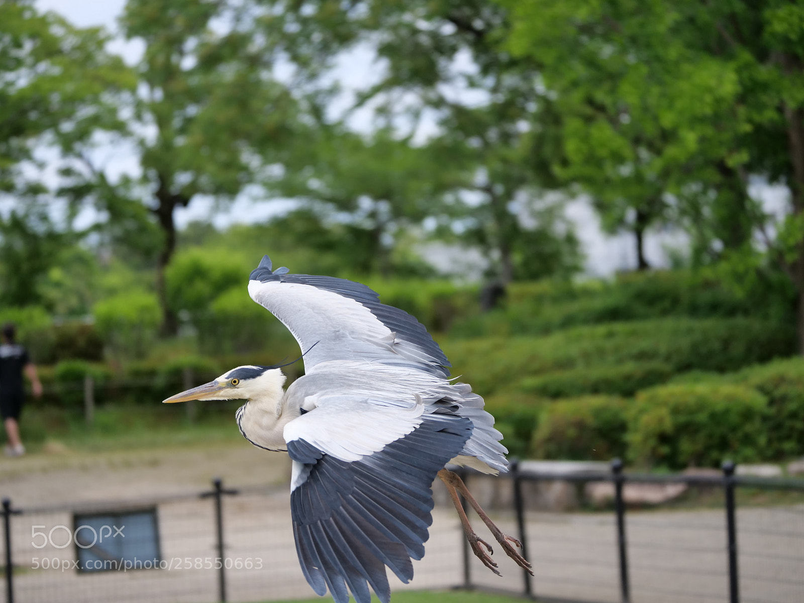 Panasonic Lumix DC-G9 sample photo. Gliding photography